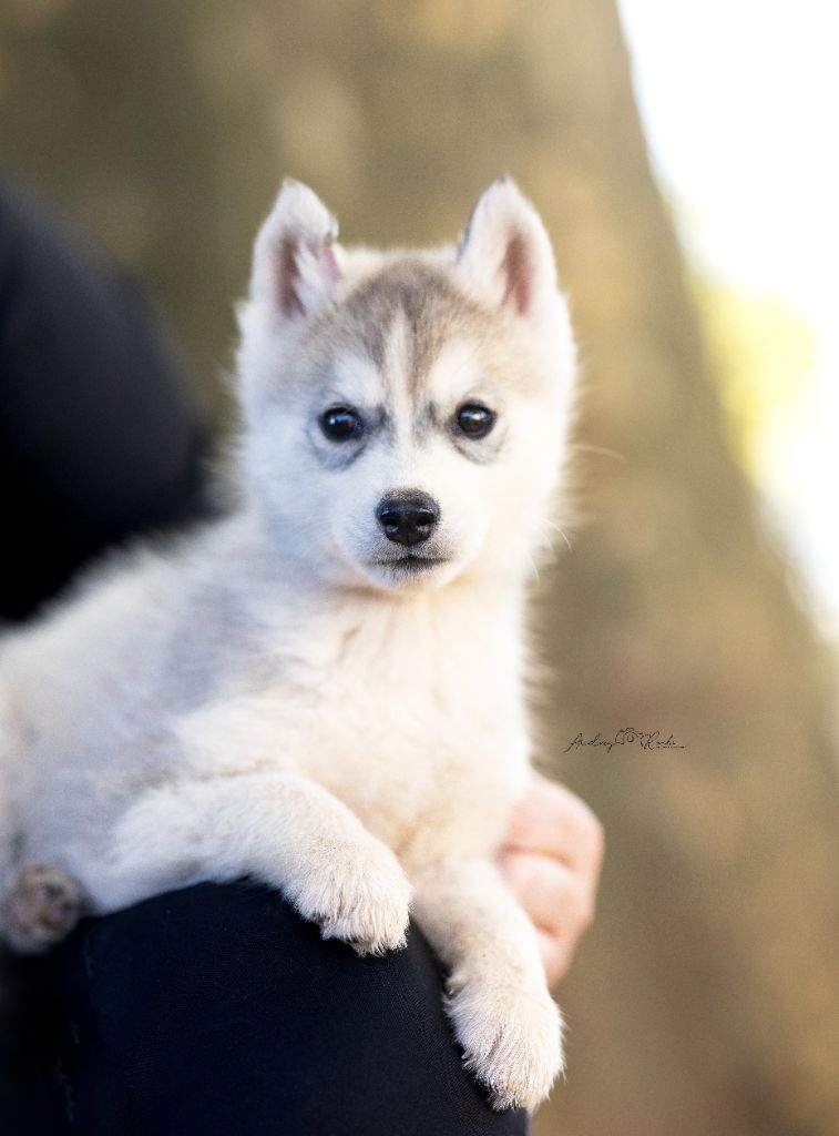 Of Legendary's Reborn - Chiots disponibles - Siberian Husky