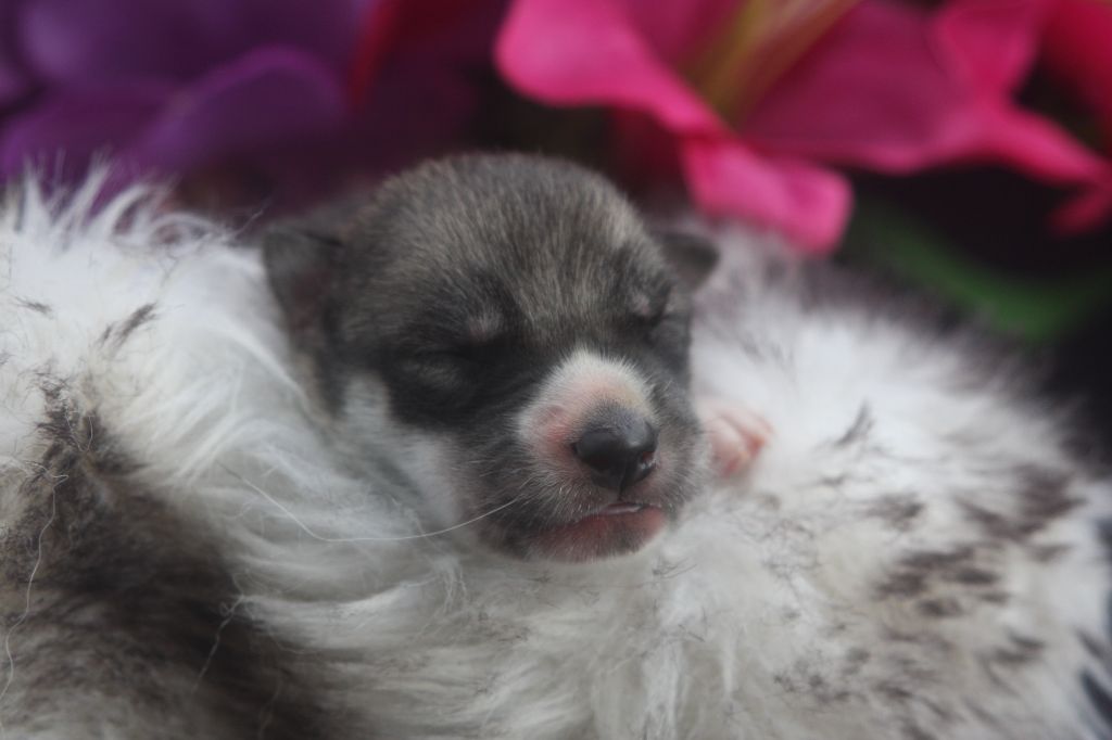 Of Legendary's Reborn - Chiots disponibles - Siberian Husky