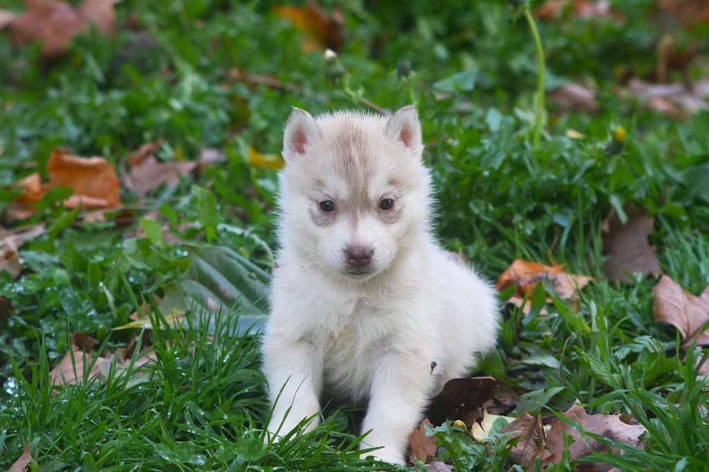 Of Legendary's Reborn - Chiots disponibles - Siberian Husky
