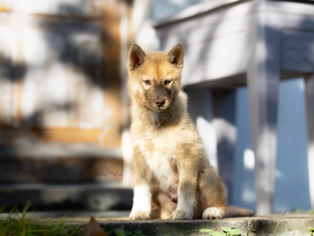 Of Legendary's Reborn - Siberian Husky - Portée née le 25/08/2025