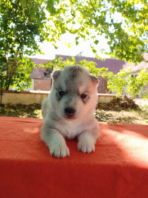 CHIOT 1