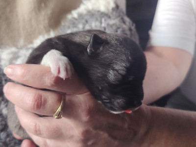 Femelle Gris Loup Agouti