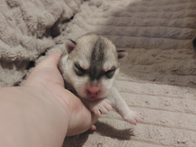 Femelle Grise