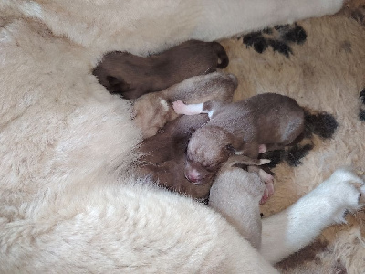 Femelle Chocolat Agouti/Mostly