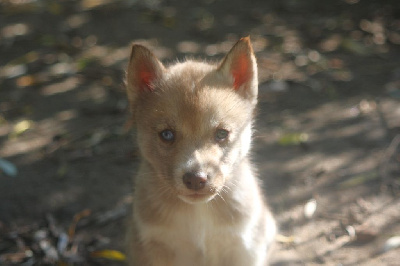 Kit