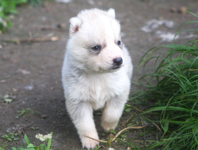 AKAMARU