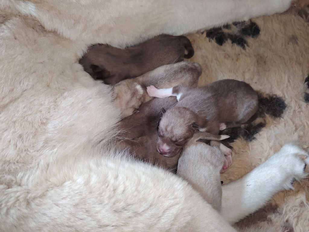 Of Legendary's Reborn - Chiots disponibles - Siberian Husky