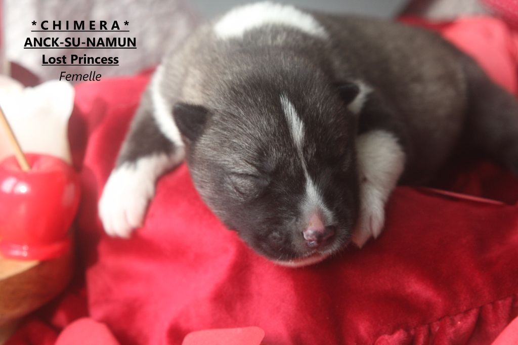 Of Legendary's Reborn - Chiots disponibles - Siberian Husky