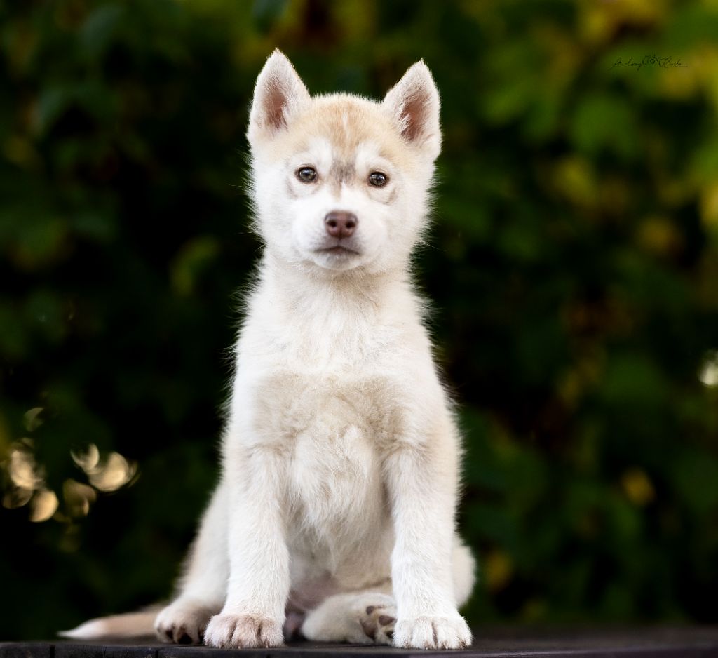 Of Legendary's Reborn - Chiots disponibles - Siberian Husky