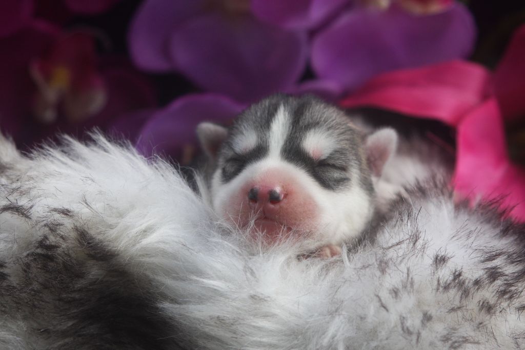 Of Legendary's Reborn - Chiots disponibles - Siberian Husky