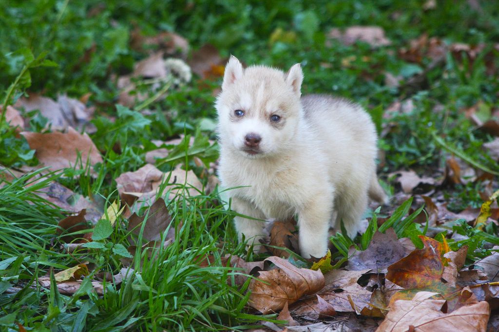 Of Legendary's Reborn - Chiots disponibles - Siberian Husky
