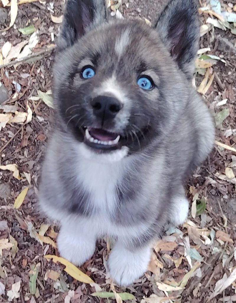 Of Legendary's Reborn - Chiots disponibles - Siberian Husky