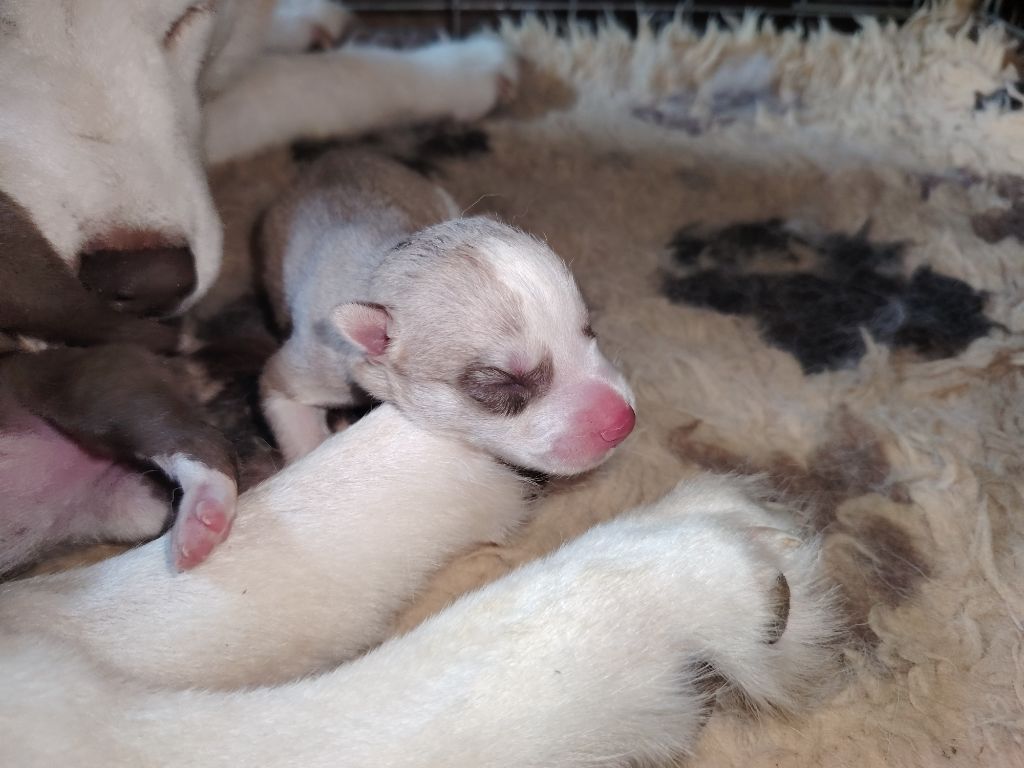 Of Legendary's Reborn - Chiots disponibles - Siberian Husky