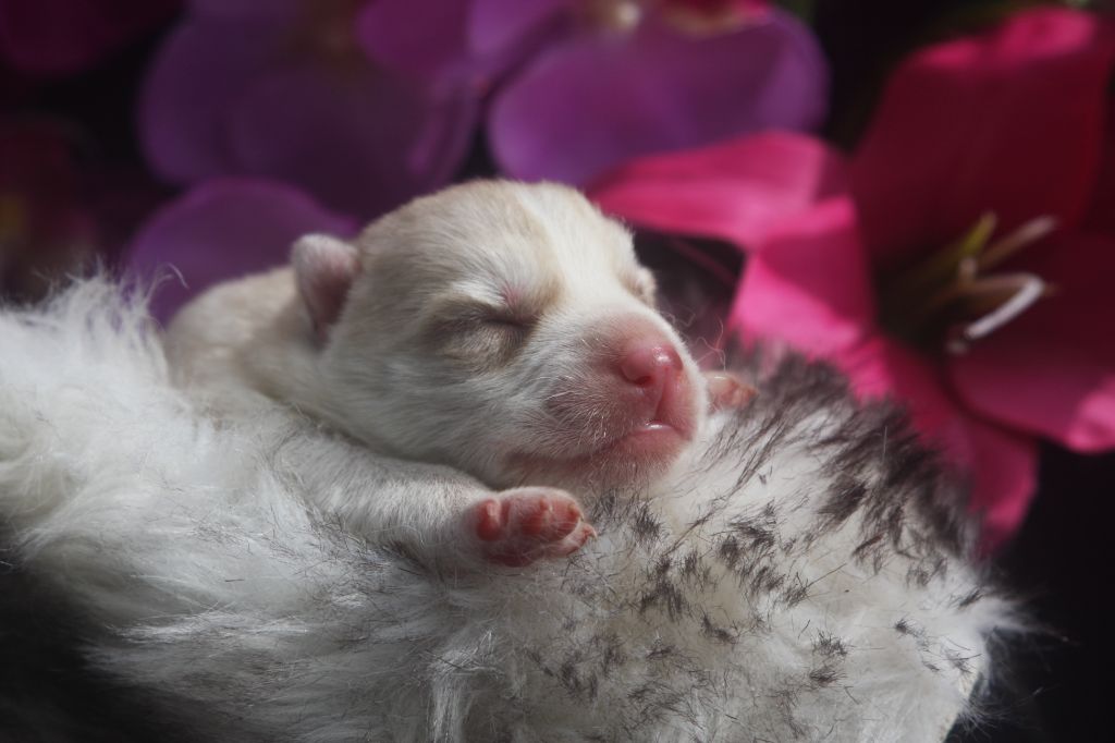 Of Legendary's Reborn - Chiots disponibles - Siberian Husky