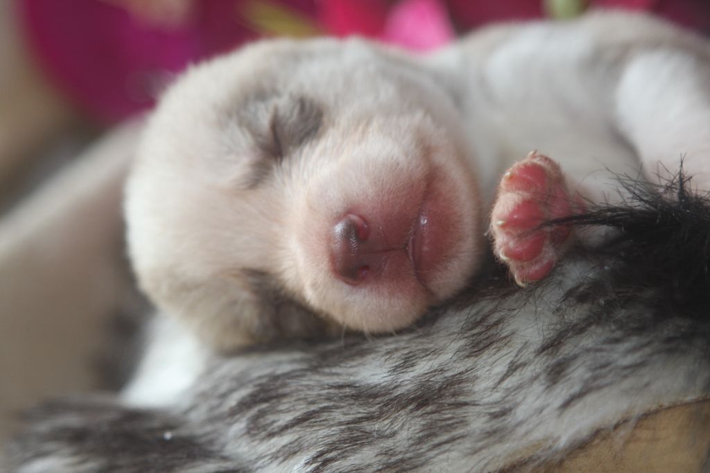 Of Legendary's Reborn - Chiots disponibles - Siberian Husky