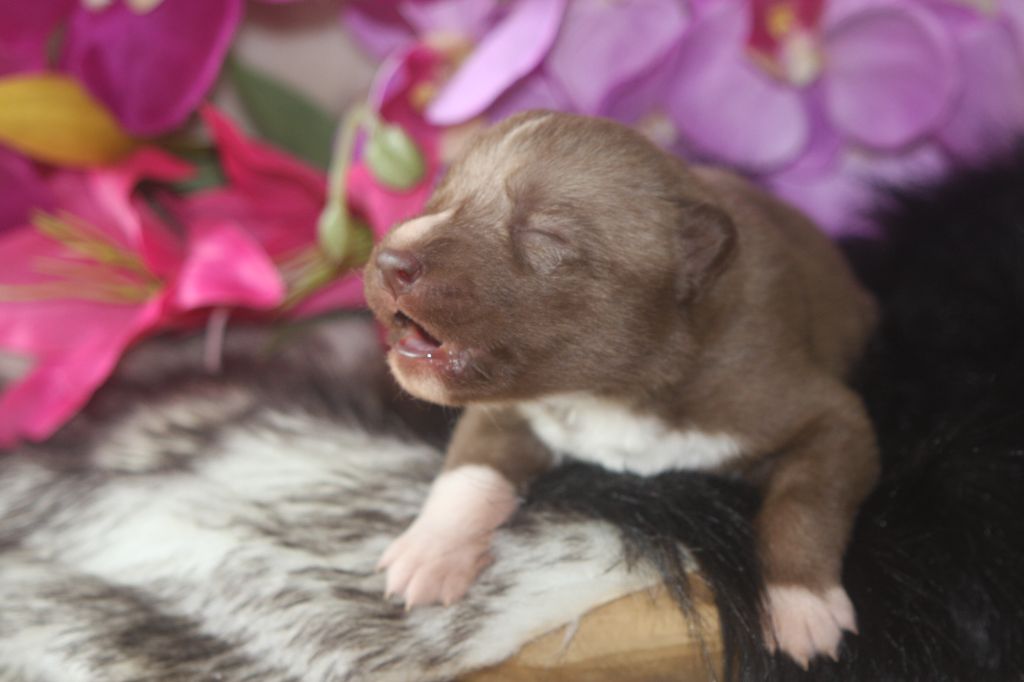 Of Legendary's Reborn - Chiots disponibles - Siberian Husky