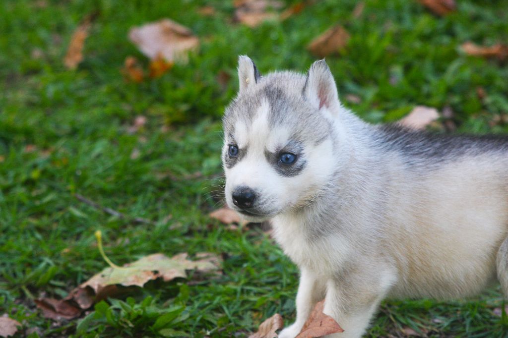 Of Legendary's Reborn - Chiots disponibles - Siberian Husky