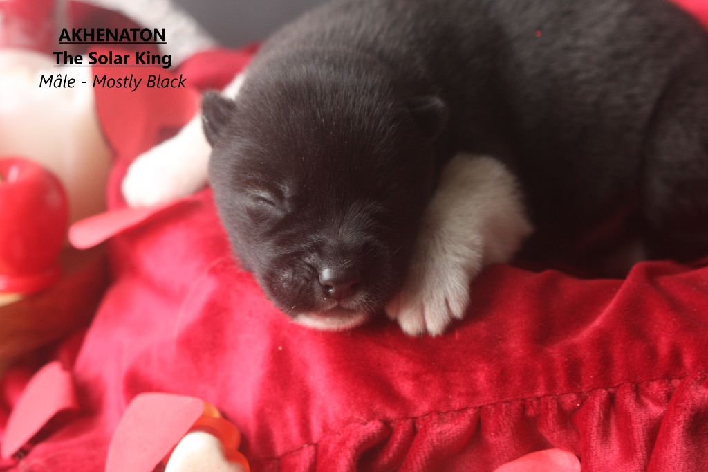 Of Legendary's Reborn - Chiots disponibles - Siberian Husky