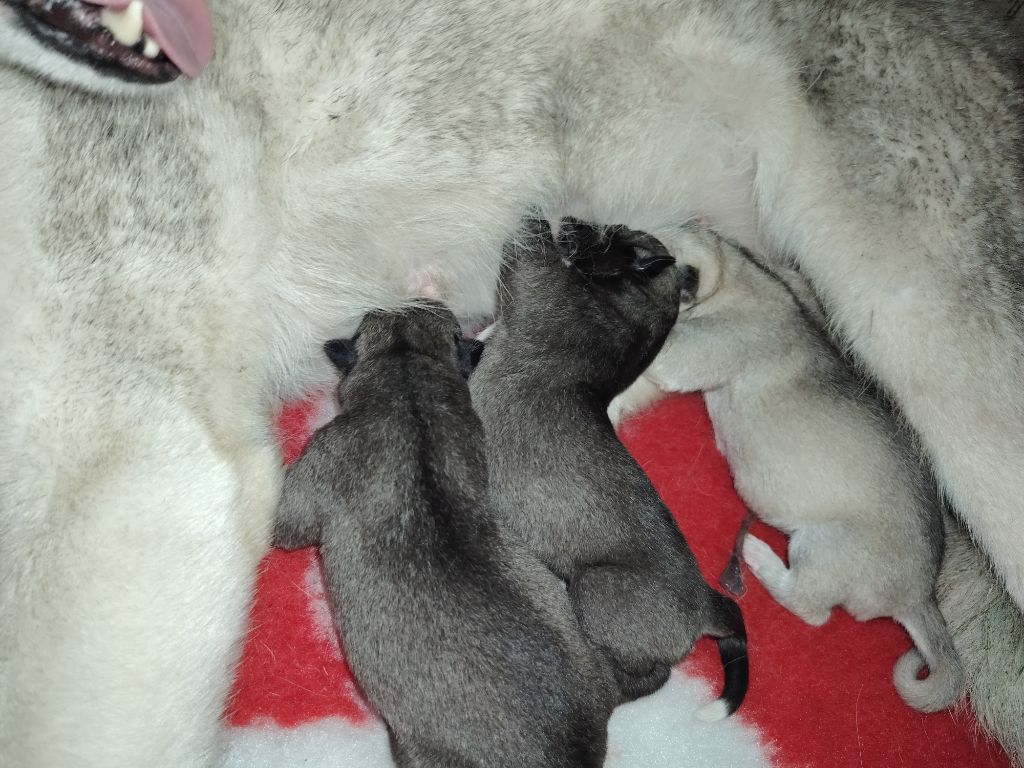 Of Legendary's Reborn - Siberian Husky - Portée née le 22/06/2025