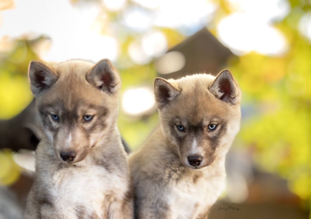 Chiot Siberian Husky Of Legendary's Reborn