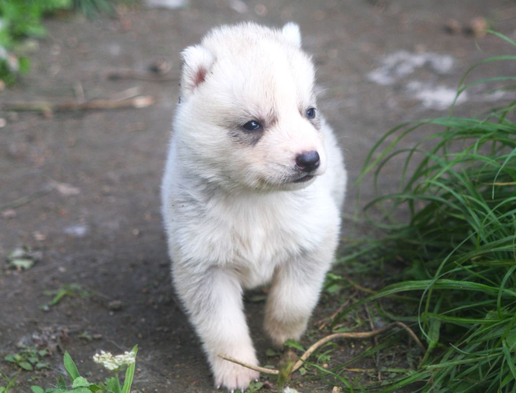 Of Legendary's Reborn - Chiots disponibles - Siberian Husky
