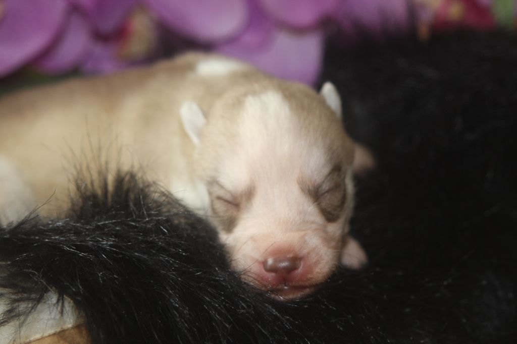 Of Legendary's Reborn - Chiots disponibles - Siberian Husky
