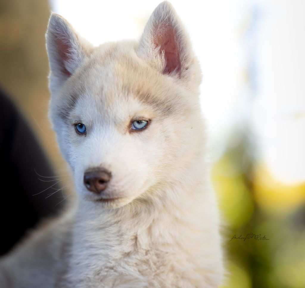 Of Legendary's Reborn - Chiots disponibles - Siberian Husky