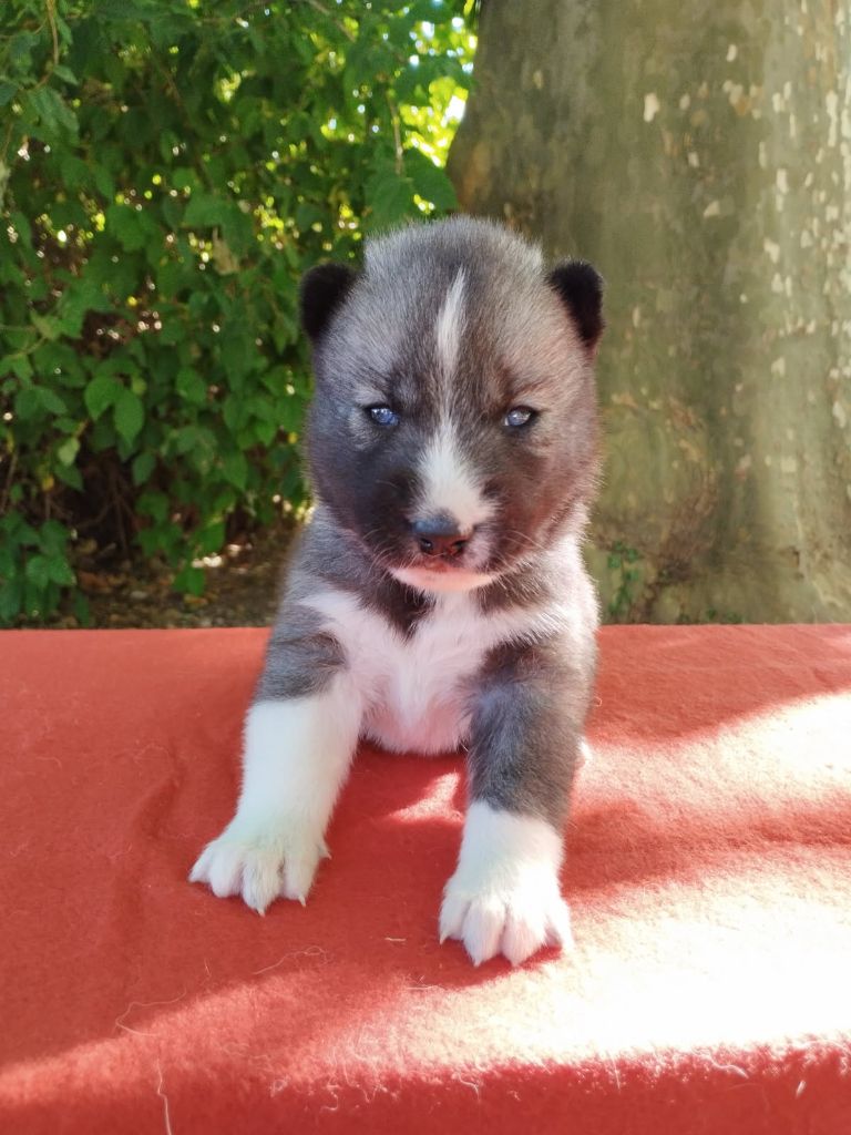 Of Legendary's Reborn - Chiots disponibles - Siberian Husky