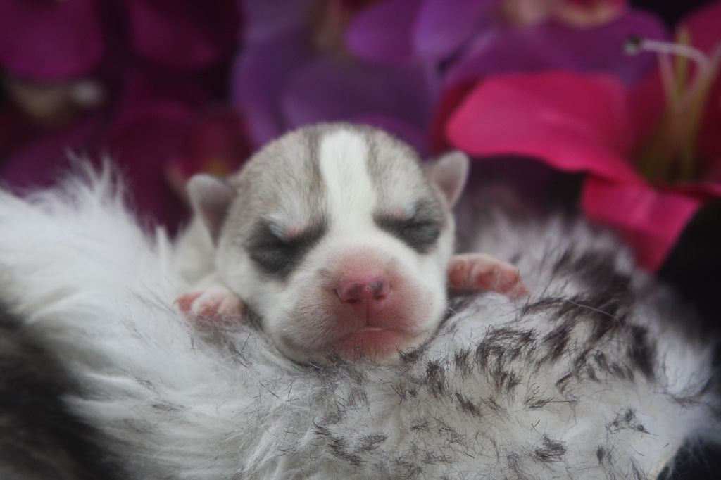 Of Legendary's Reborn - Chiots disponibles - Siberian Husky