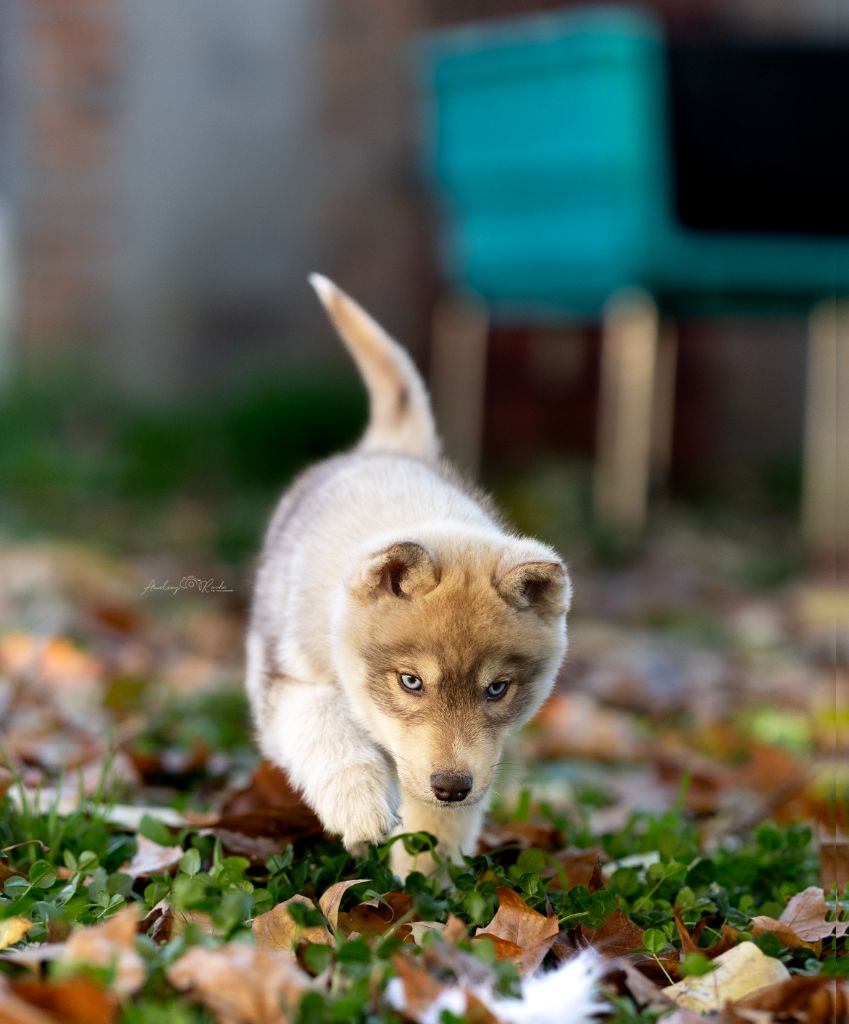Of Legendary's Reborn - Chiots disponibles - Siberian Husky