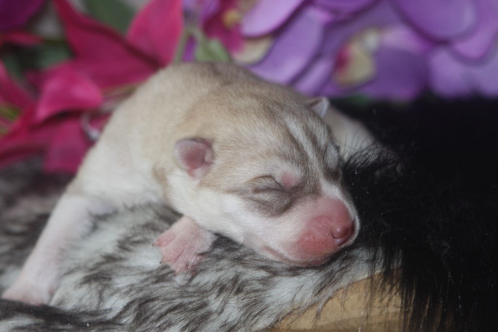 Of Legendary's Reborn - Chiots disponibles - Siberian Husky