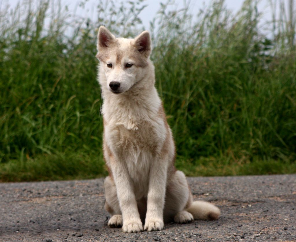 Of Legendary's Reborn - Chiots disponibles - Siberian Husky
