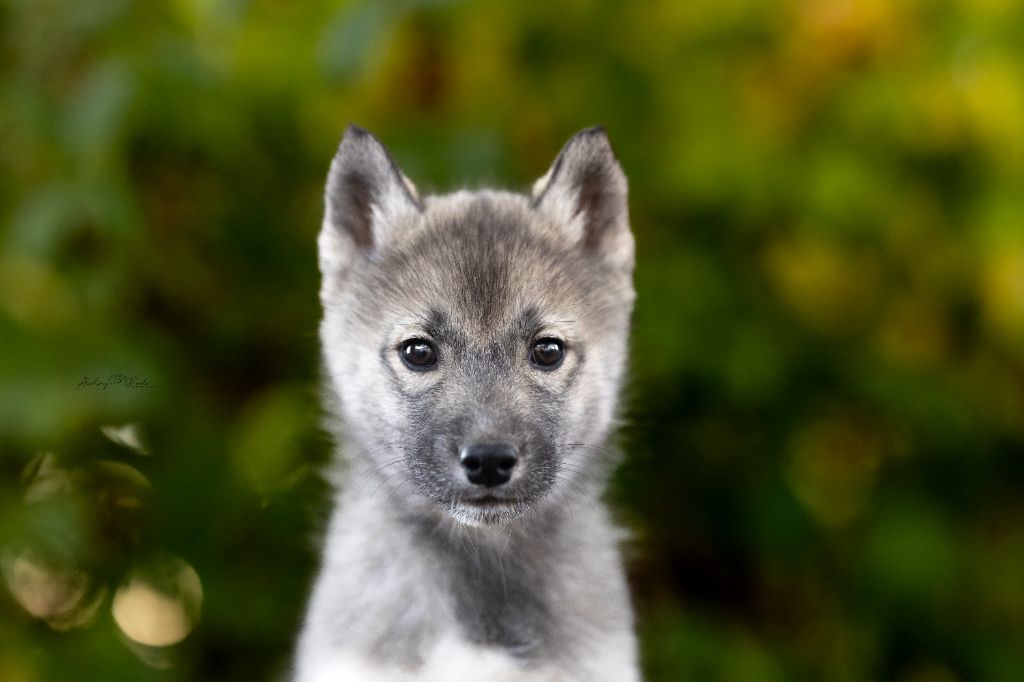 Of Legendary's Reborn - Chiots disponibles - Siberian Husky