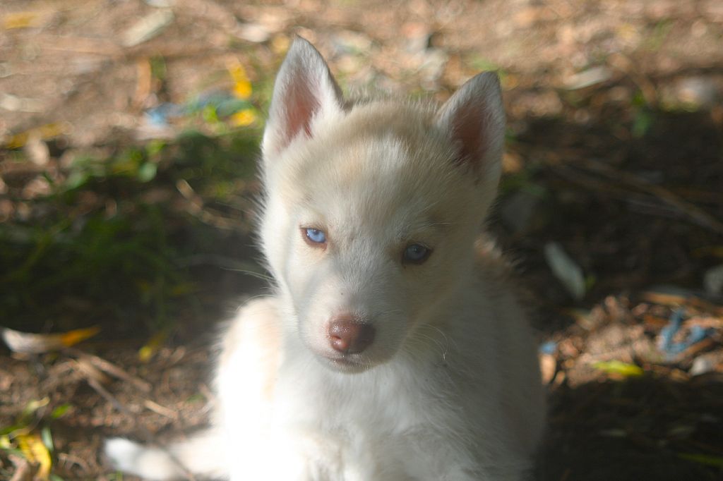Of Legendary's Reborn - Chiots disponibles - Siberian Husky