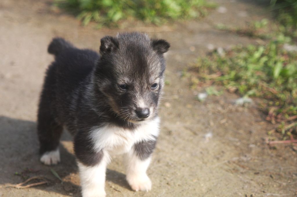 Of Legendary's Reborn - Chiots disponibles - Siberian Husky