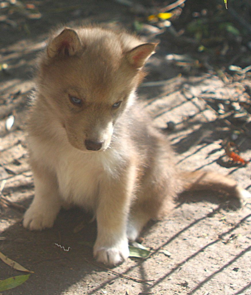 Of Legendary's Reborn - Chiots disponibles - Siberian Husky