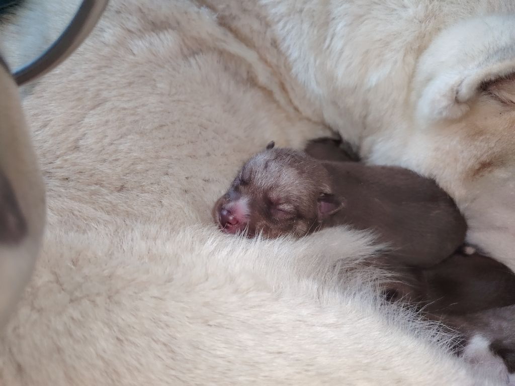 Of Legendary's Reborn - Chiots disponibles - Siberian Husky
