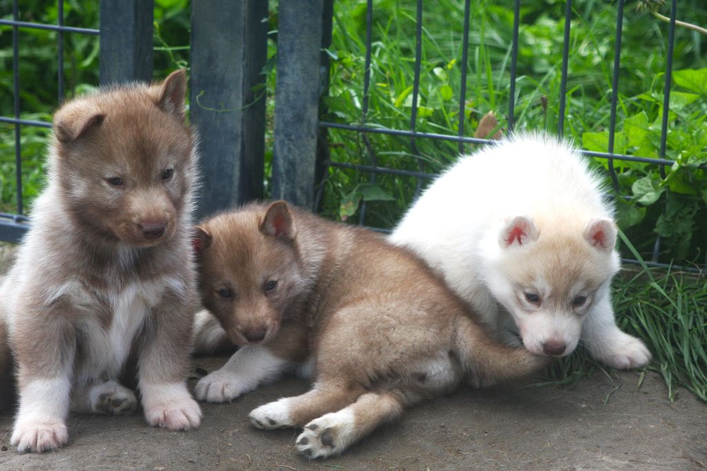 Of Legendary's Reborn - Siberian Husky - Portée née le 25/08/2025