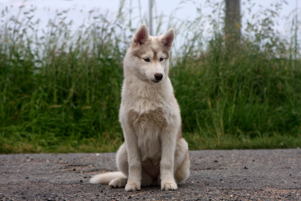 Of Legendary's Reborn - Chiots disponibles - Siberian Husky