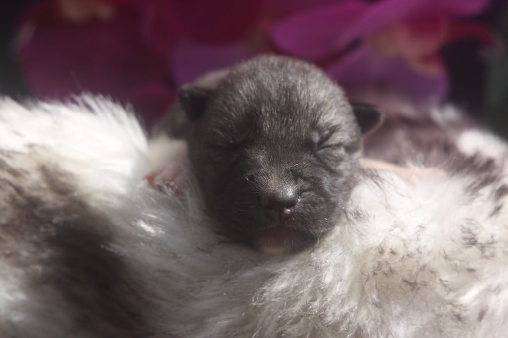 Of Legendary's Reborn - Chiots disponibles - Siberian Husky